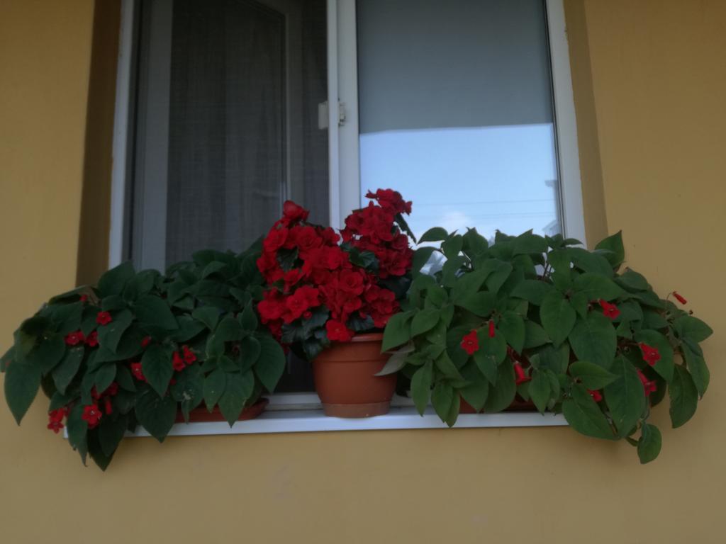 Pensiunea Vladut Timisoara Exterior photo